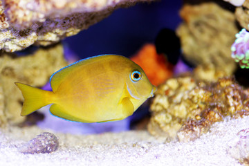 Blue (yellow juvenile) Atlantic ocean surgeonfish tang - Acanthurus coeruleus