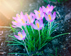 Purple crocus flowers in garden, awakening in spring to the warm gold rays of sunlight