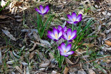 purple crocuses in the garden