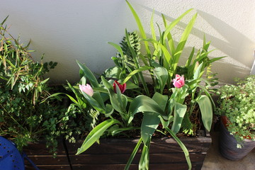 Tulipes dans une jardinière 2