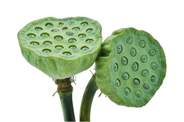 Lotus seeds on white isolate background
