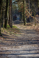 path in the woods, light from behind the trees