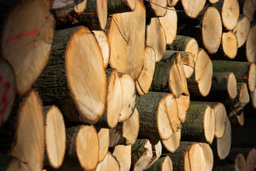 wooden logs lying in the forest