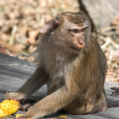 Wild Thai monkey lunch