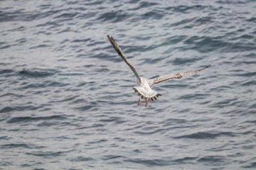Free flying seagull on the beach