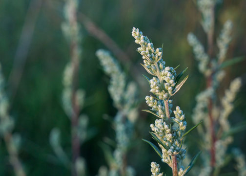 Close-up view of blooming Artemisia vulgaris (common mugwort, riverside wormwood, felon herb, wild wormwood, St. John's plant), selective focus.  Floral background, medicinal herbs concept
