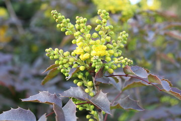 Mahonia aquifolium yellow flowers. 