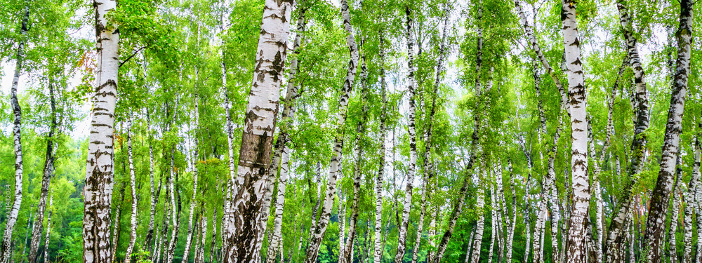 Wall mural birch grove on a sunny summer day, landscape panorama, banner