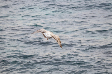 Free flying seagull on the beach