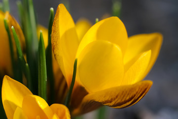 Wiosenne kwiaty, krokus w słonecznym ogrodzie