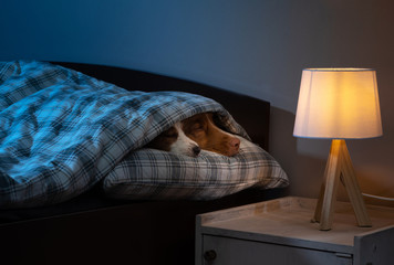two dogs are sleeping. Disease, health, virus. Jack Russell Terrier and Toller under the blanket in...