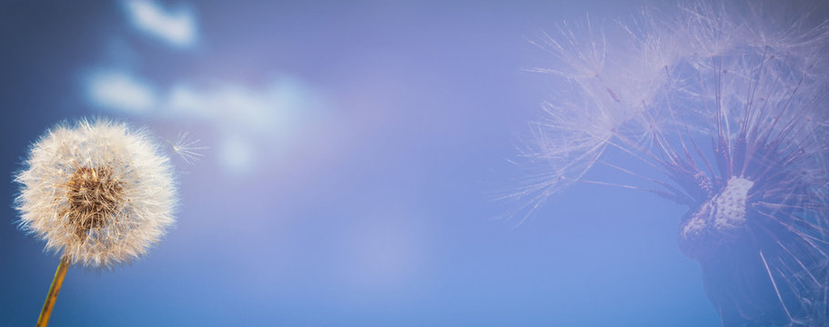 Fototapeta Background, panorama, banner with space for text - dandelion (Taraxacum officinale) in the rays of spring sun against the sky, close-up, double exposure photo