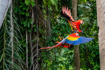 scarelt macaw pair in flight during return to their nest in costa rica, copy space