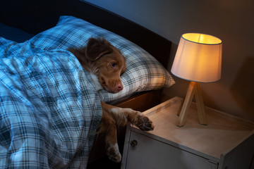 the dog is sleeping in bed. Disease, health, virus. Nova Scotia Duck Tolling Retriever under the...