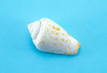 Sea or ocean cone shell. The mollusk shell is white, with small yellow or brown spots. Blue paper...