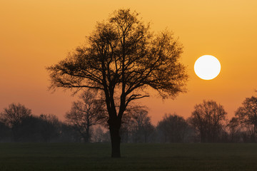 Une silhouette d'un arbre en campagne au lever de soleil