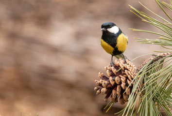 Great Tit feeding and drinking in garden