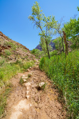 Fototapeta na wymiar hiking through indian garden on bright angel trail in grand canyon national park, arizona, usa