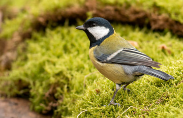 Great Tit feeding and drinking in garden