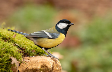 Great Tit feeding and drinking in garden