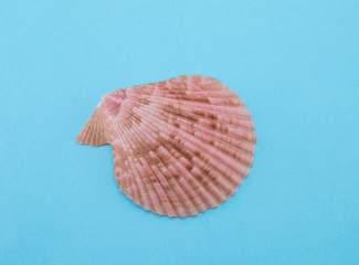 Sea or ocean corrugated scallop shell. Sink pale red or pink. Bivalve ribbed clam. Blue paper background