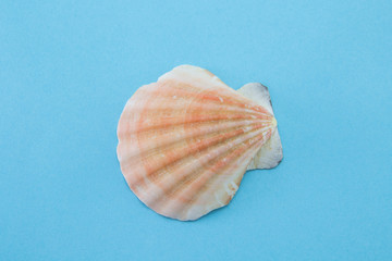 Sea or ocean corrugated scallop shell. Sink ribbed, pale orange. Bivalve. Blue paper background.