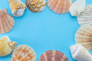 Bright blue background and different sea and ocean shells (cones and scallops) in a circle. Space for text and space to fill. Template for an inscription. Clams are located around