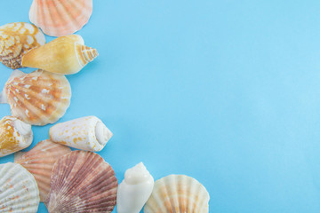 Blue bright background and different sea and ocean shells (cones and scallops) in the left corner. Space for text and space to fill. Template for the inscriptions and clams.