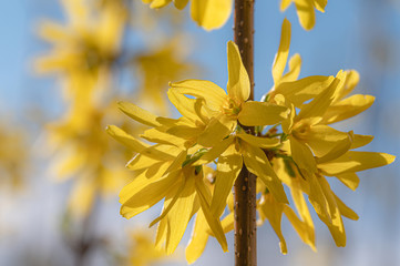 Zarter Frühlingsbote, die Forsythie