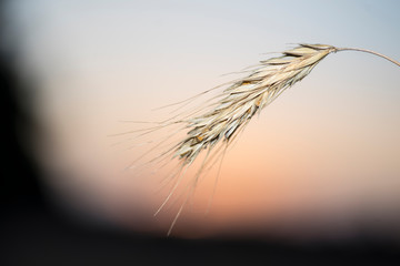 Close-up of dry cereal spike in summer. Hot and harvest time.