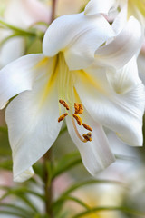 Naklejka na ściany i meble White gardens lily bud