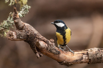 Great Tit feeding and drinking in garden