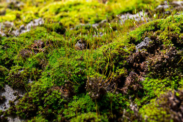 Obraz premium Close-up of a patch of green moss. Shallow depth of field