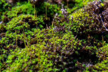 Close-up of a patch of green moss. Shallow depth of field