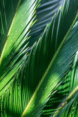 close up palm tree leafs