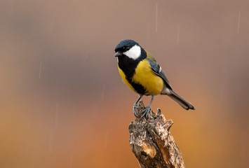 Obraz premium Great Tit feeding and drinking in garden