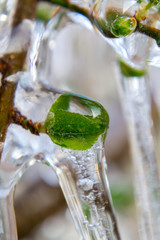 Close-up of frozen tree branches. Ice covered tree branches with green leaves.