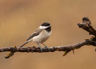 Sombre Tit on feeding station
