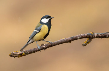 Great Tit feeding and drinking in garden