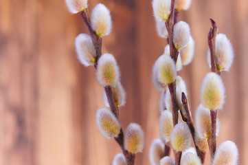 branches of willow catkins against brown background