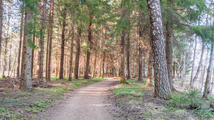 Forest in early spring in the central part of Sweden.