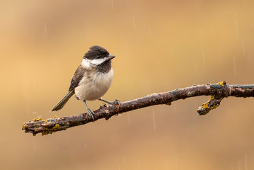 Sombre Tit on feeding station