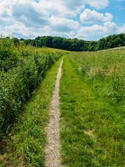 Fototapeta na wymiar path in a field