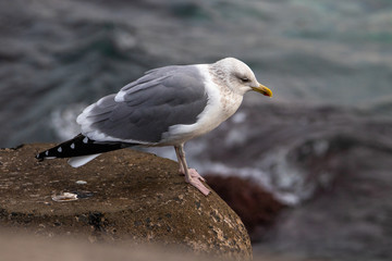 Free flying seagull on the beach
