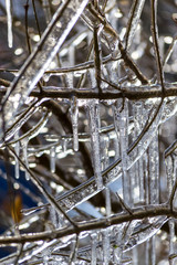 Close-up of frozen tree branches. Ice covered tree branches with icicles.