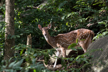 Close up of Female Spotted deer in wild and looking at camera