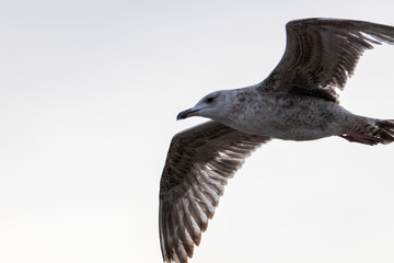 Free flying seagull on the beach