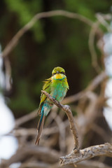Birds of Kalahari