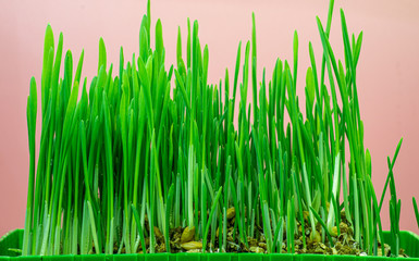Green cat grass on red background