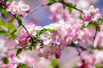Spring blossom: branch of a blossoming apple tree on garden background